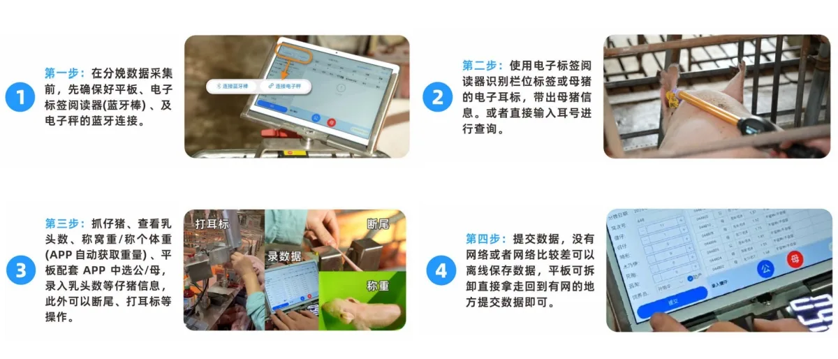 互牧产房仔猪护理车标准化SOP作业流程示意图：从设备调试到数据存档打印