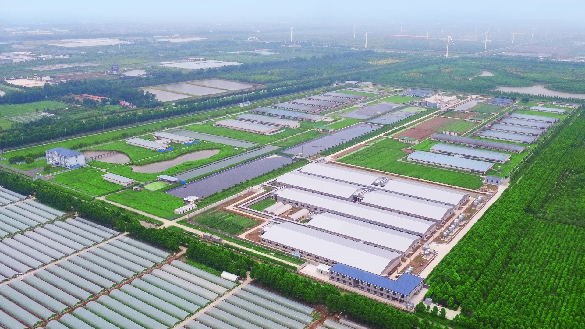 祥欣东滩4200头原种母猪核心育种基地猪场实景