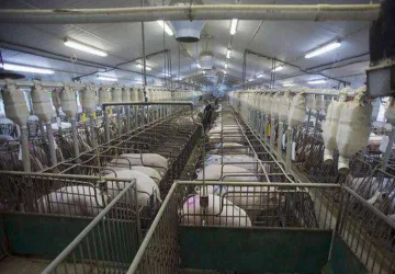 互牧科技持续深耕养猪业,推出商业化公猪站管理系统