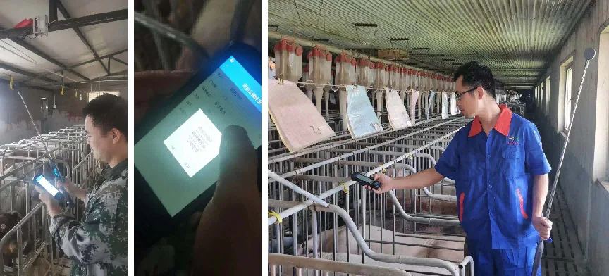 图3 种公猪站电子标签辅助应用
